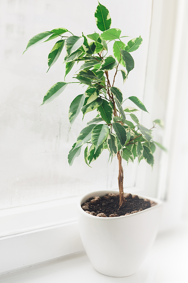 Indoor Ficus Tree